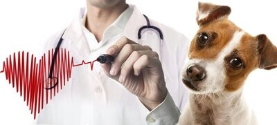 Cardiología y Circulación