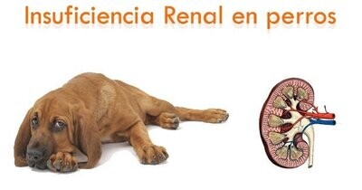 Renal