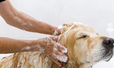 Higiene Corporal y Peluquería