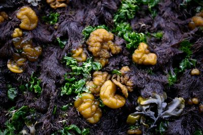 Archival Water Color 20" x 30" Print   mounted in White Floater Frame