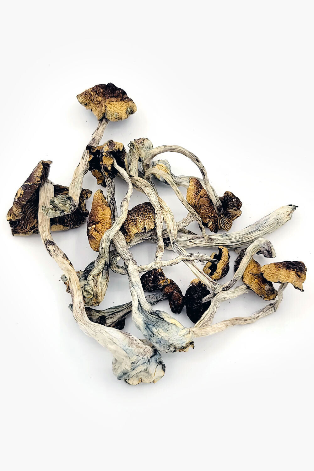Jedi Mind Fuck Psilocybin Magic Mushrooms
