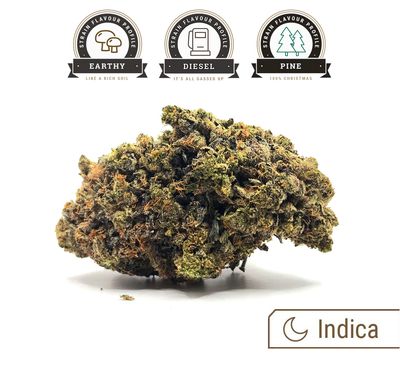 (AAAA) Terminator OG