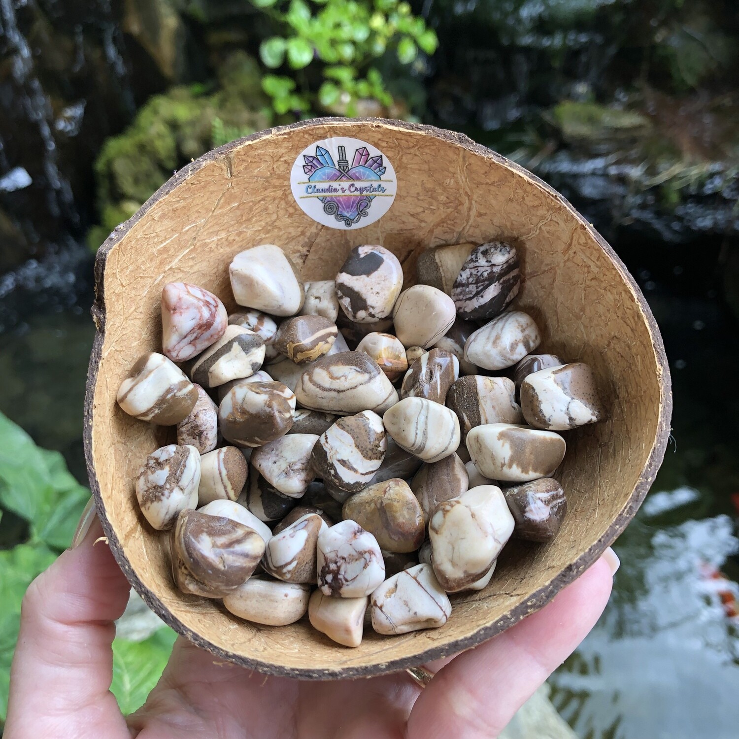 ZEBRA JASPER - (Sm)