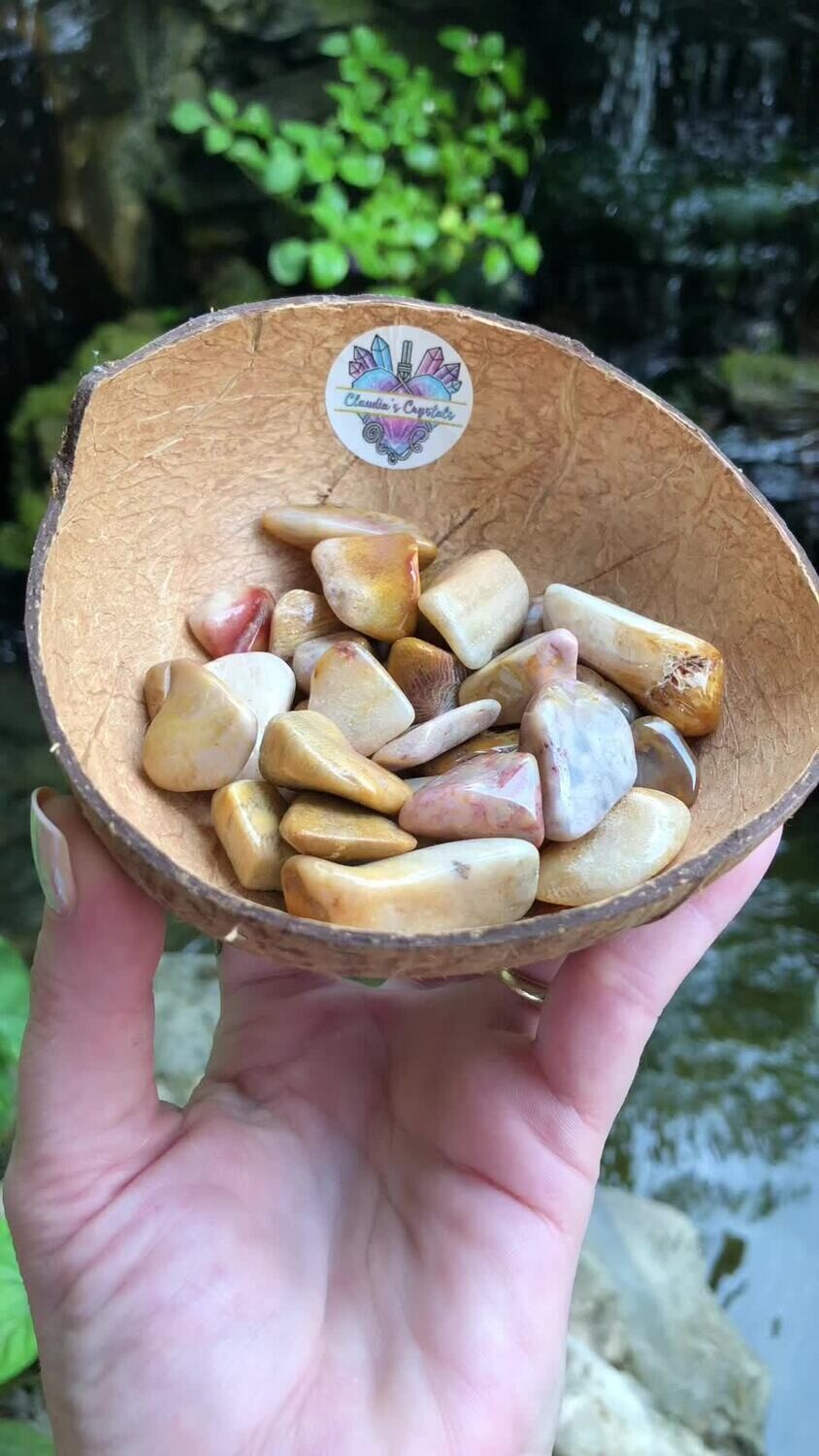 AGATIZED CORAL - (Med)