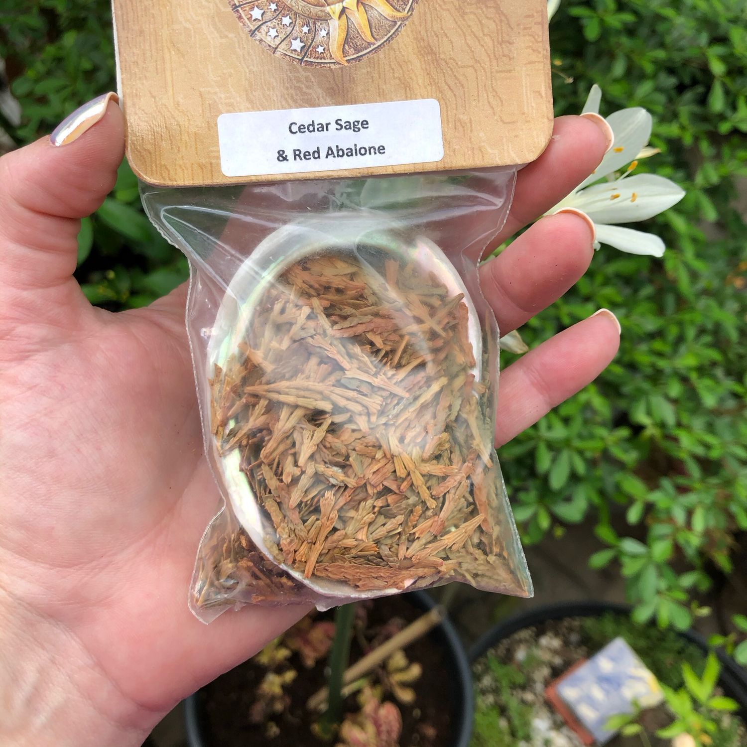 SAGE - CEDAR SAGE WITH 3” ABALONE SHELL