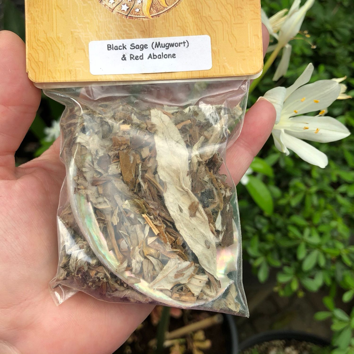 SAGE - MUGWORT WITH 3” ABALONE SHELL