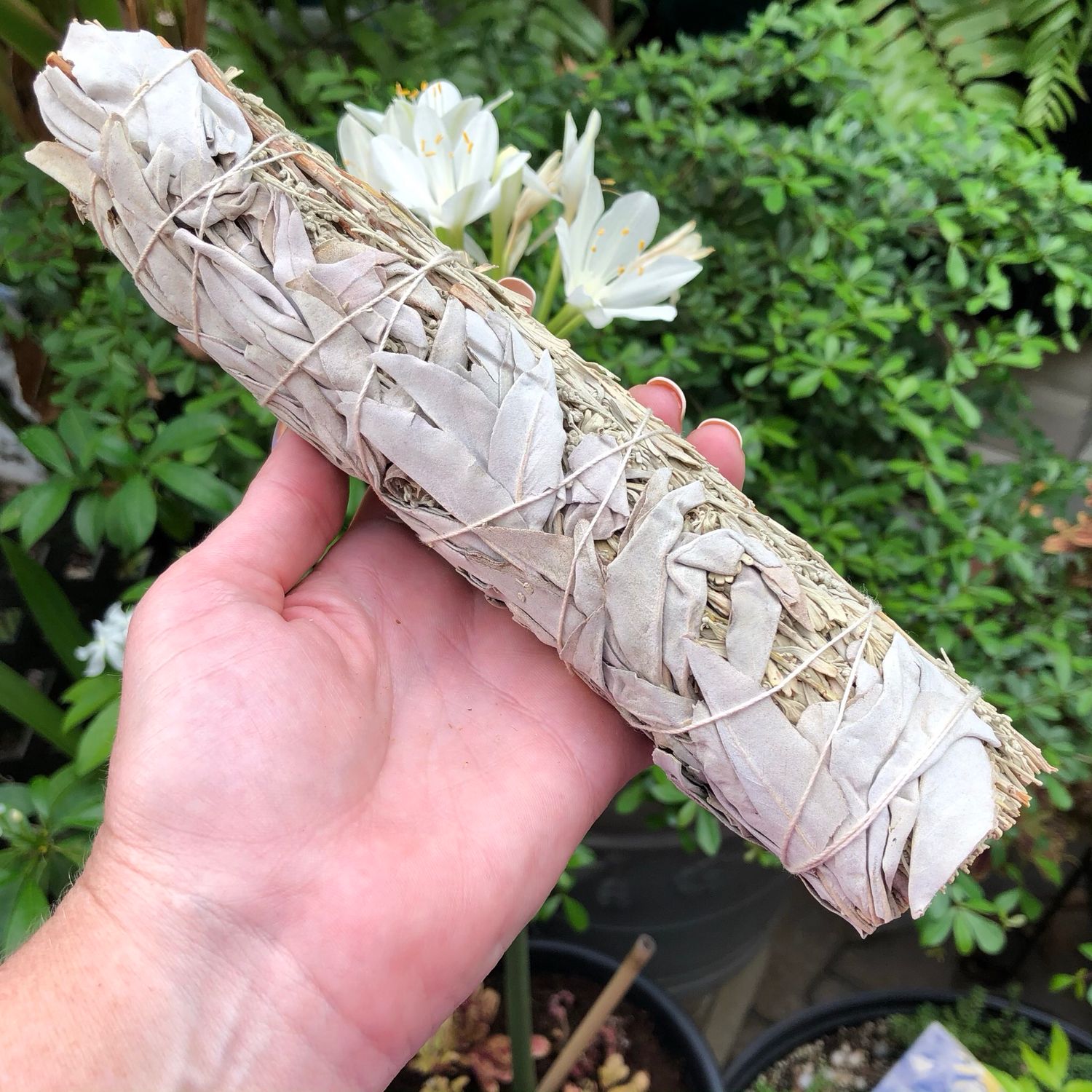 SAGE - WHITE &amp; BLUE SAGE (8”-9” Bundle)