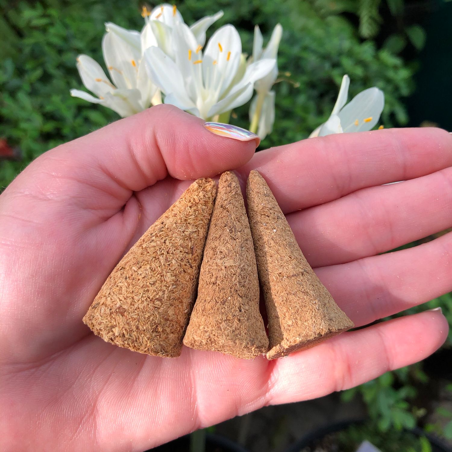 PALO SANTO - CONE