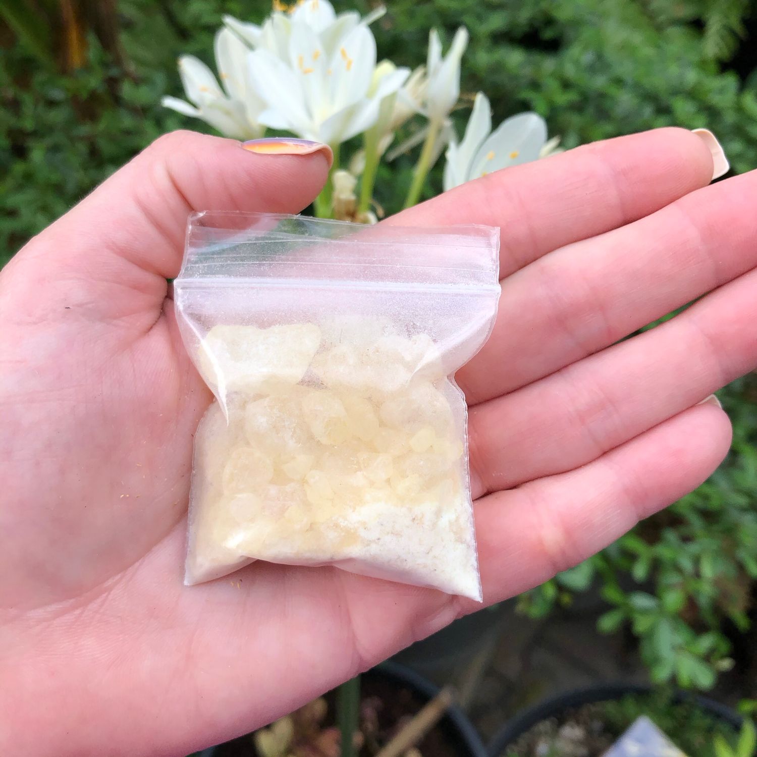 RESIN - WHITE COPAL