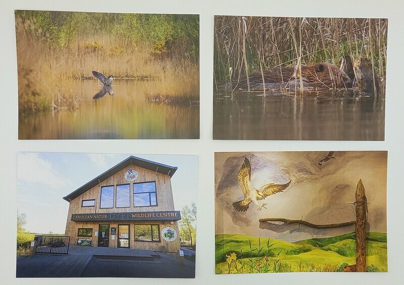 Dyfi Wildlife Centre Postcard Pack (4 Designs)