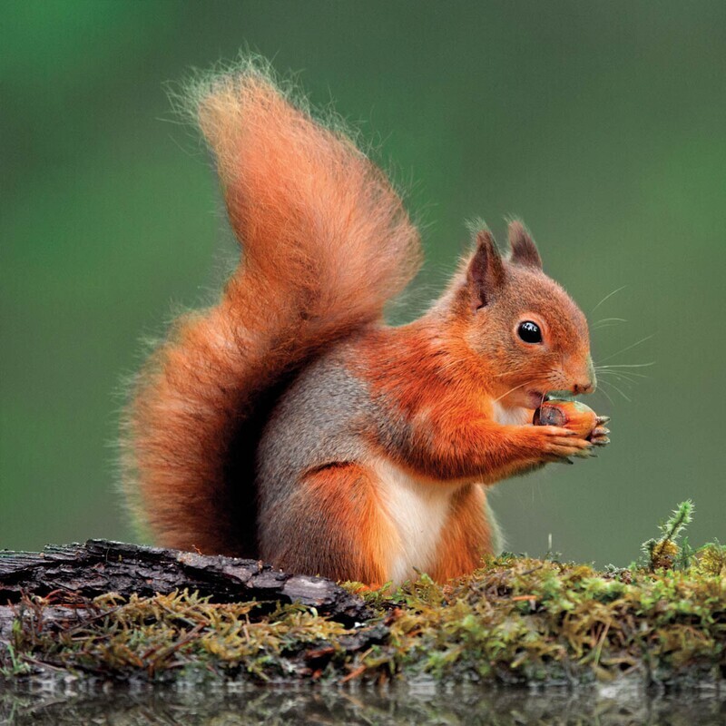 Wildlife Trust- Red Squirrel Card