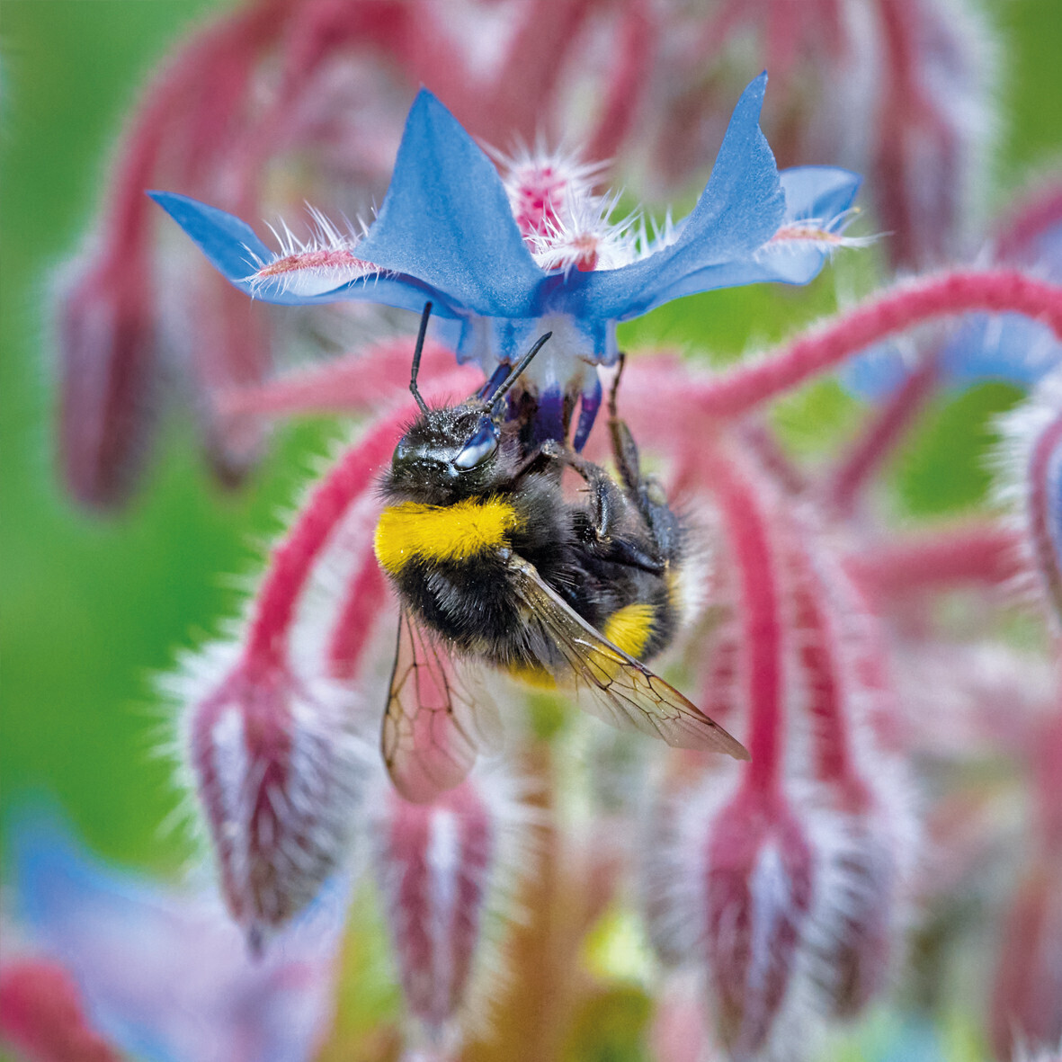 Wildlife Trust- Bee card