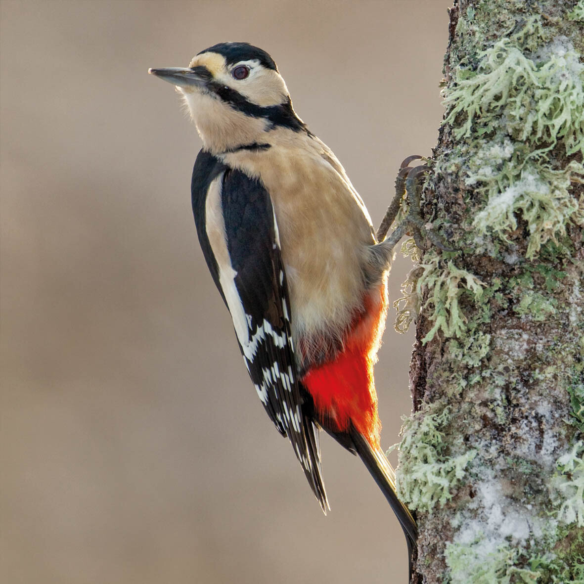 Wildlife Trust- Woodpecker Card