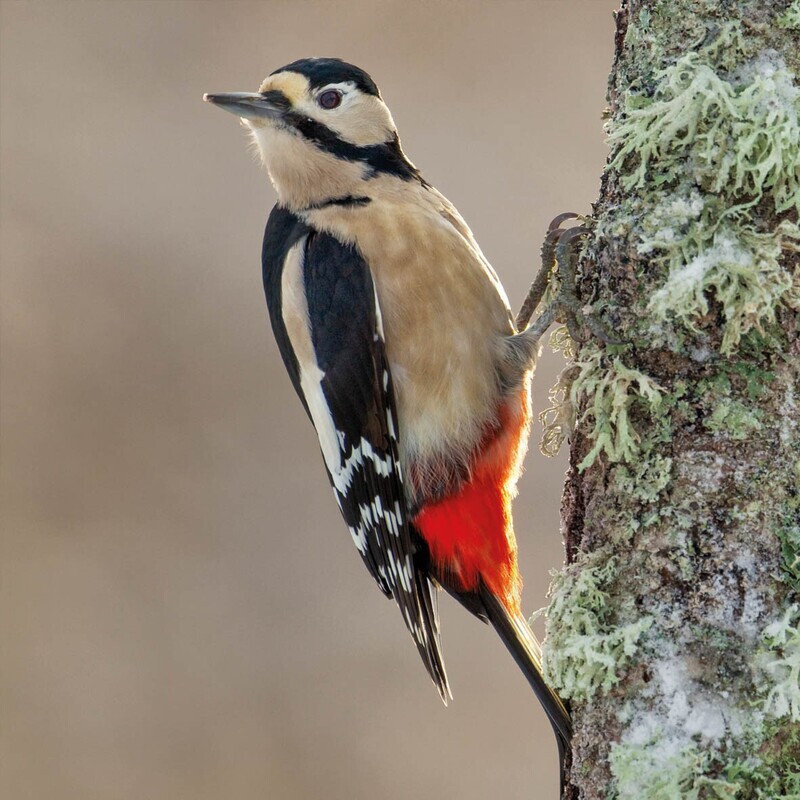 Wildlife Trust- Woodpecker Card