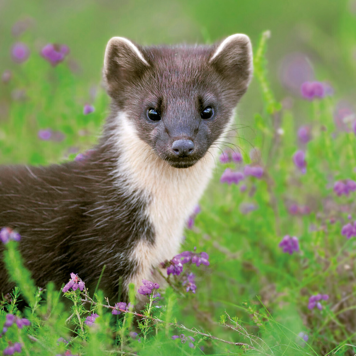 Wildlife Trust- Pine Marten Card
