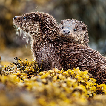 Wildlife Trust- Otters Card