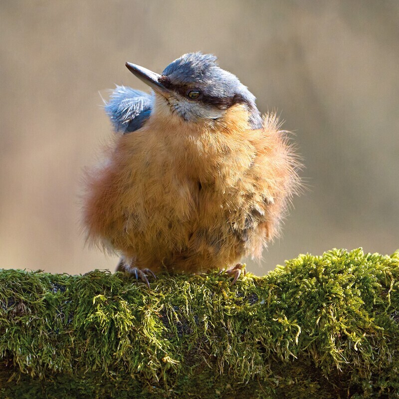 Wildlife Trust- Nuthatch Card