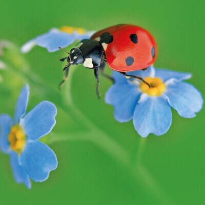Wildlife Trust-Ladybird Card