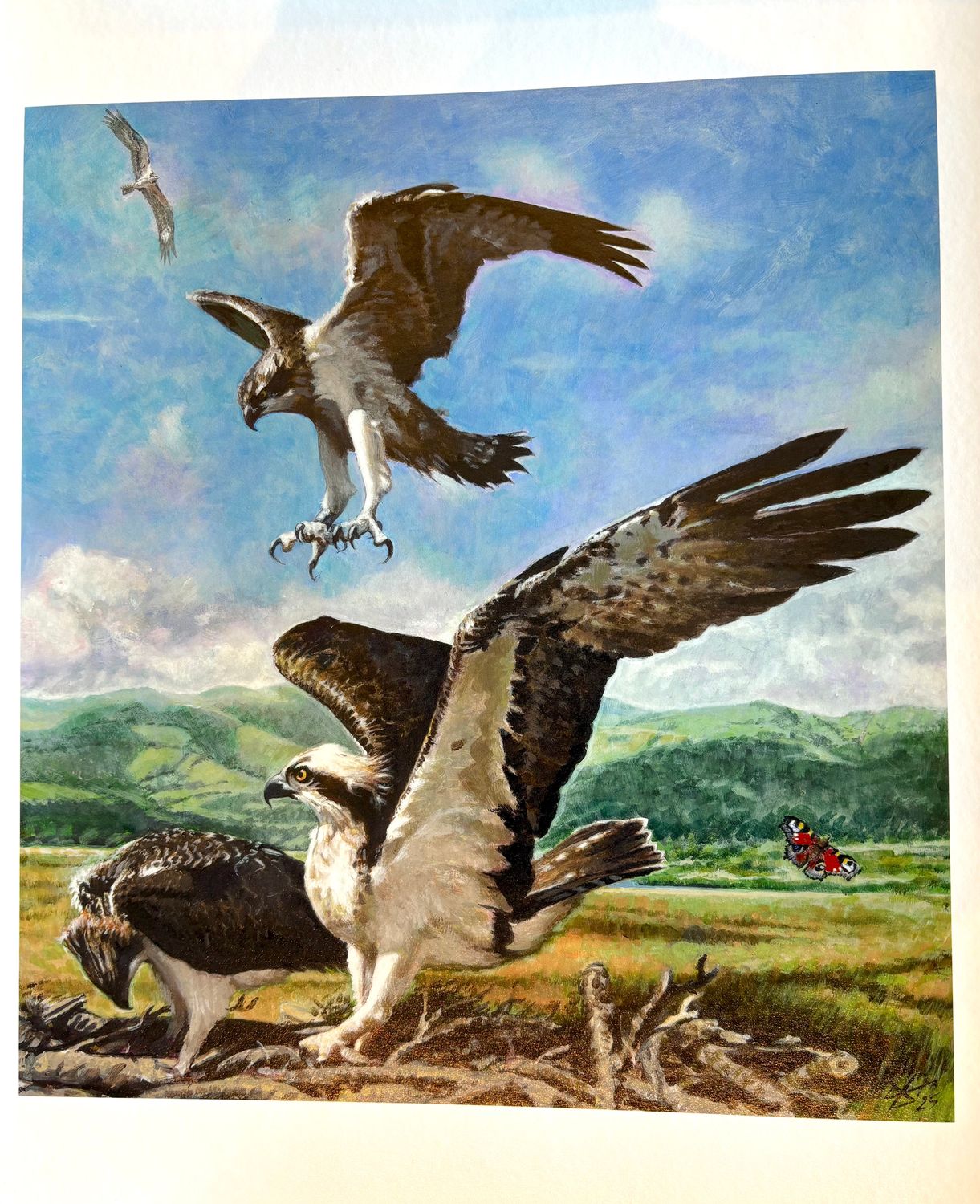 &#39;Leap of Faith&#39; Osprey print