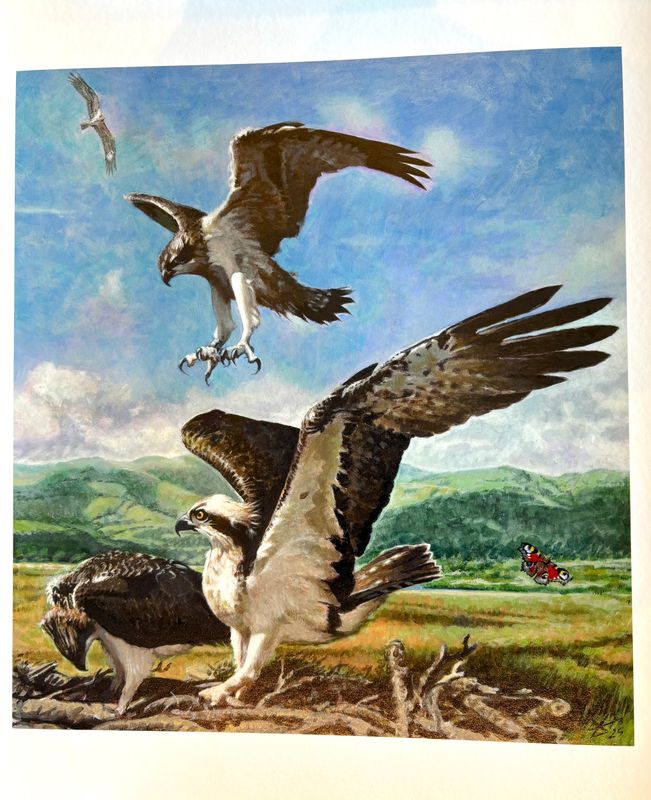 &#39;Leap of Faith&#39; Osprey print