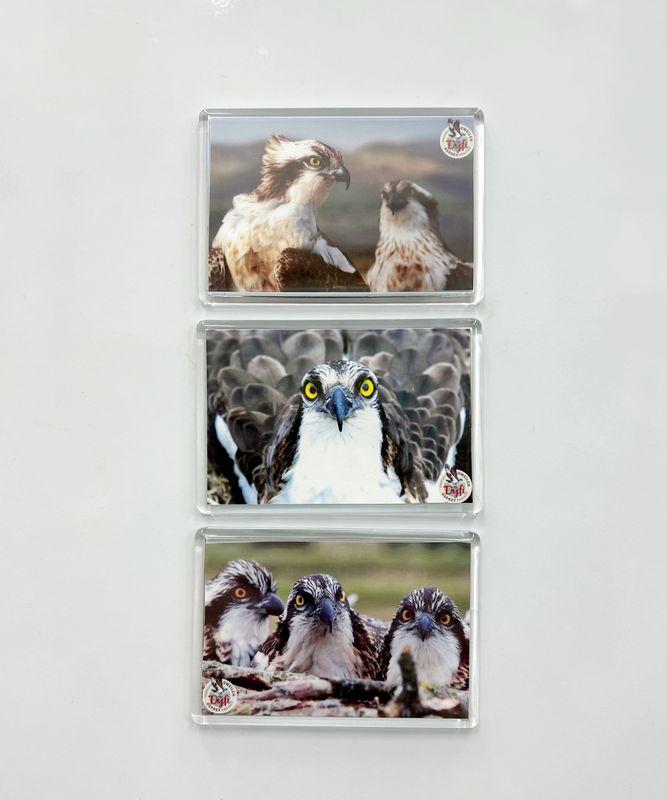 Set of 3 Osprey fridge magnets