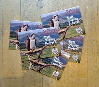 Calendars and Prints