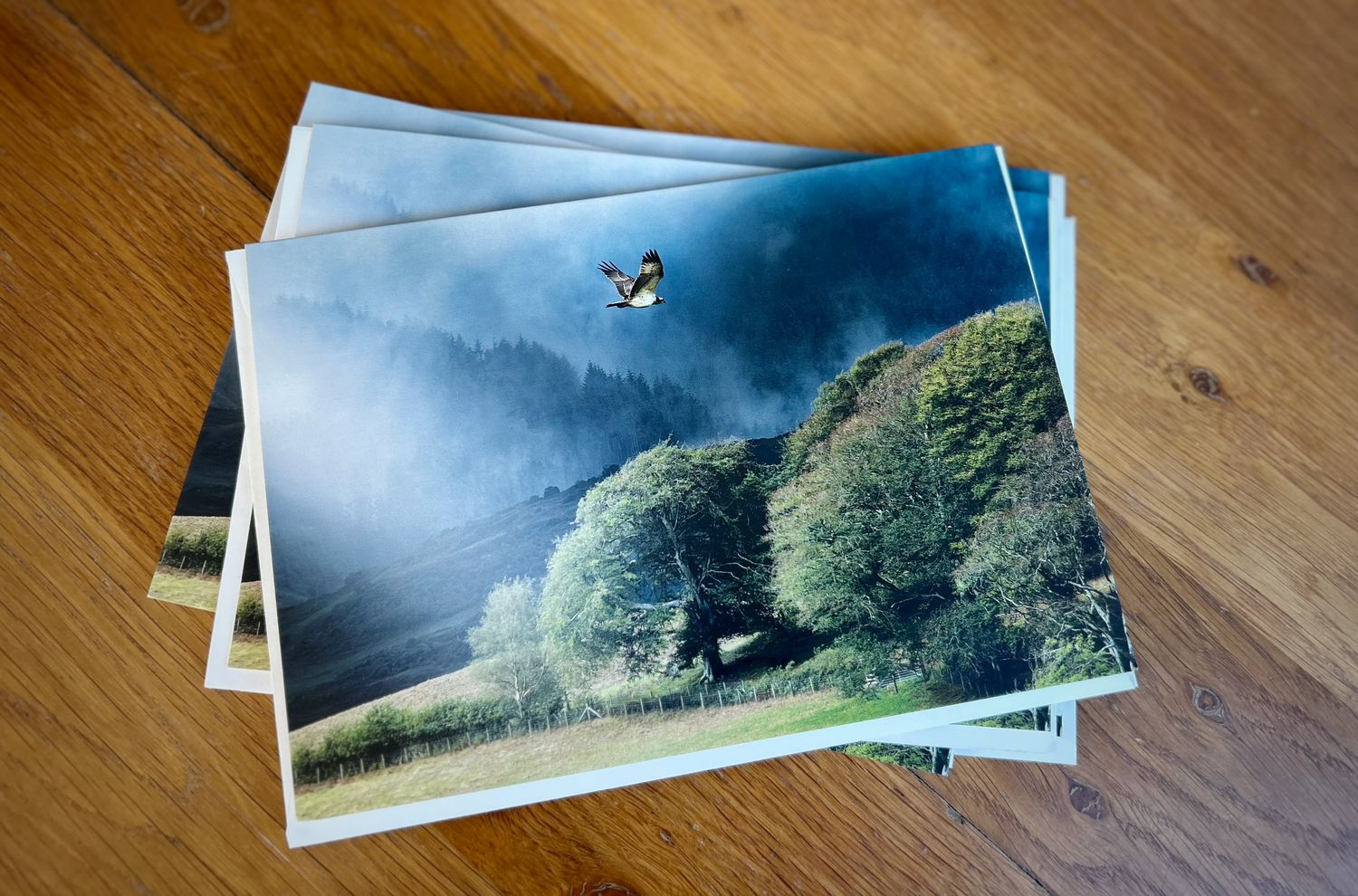 Elsi Flight Home Greeting Card-Chris Madeley