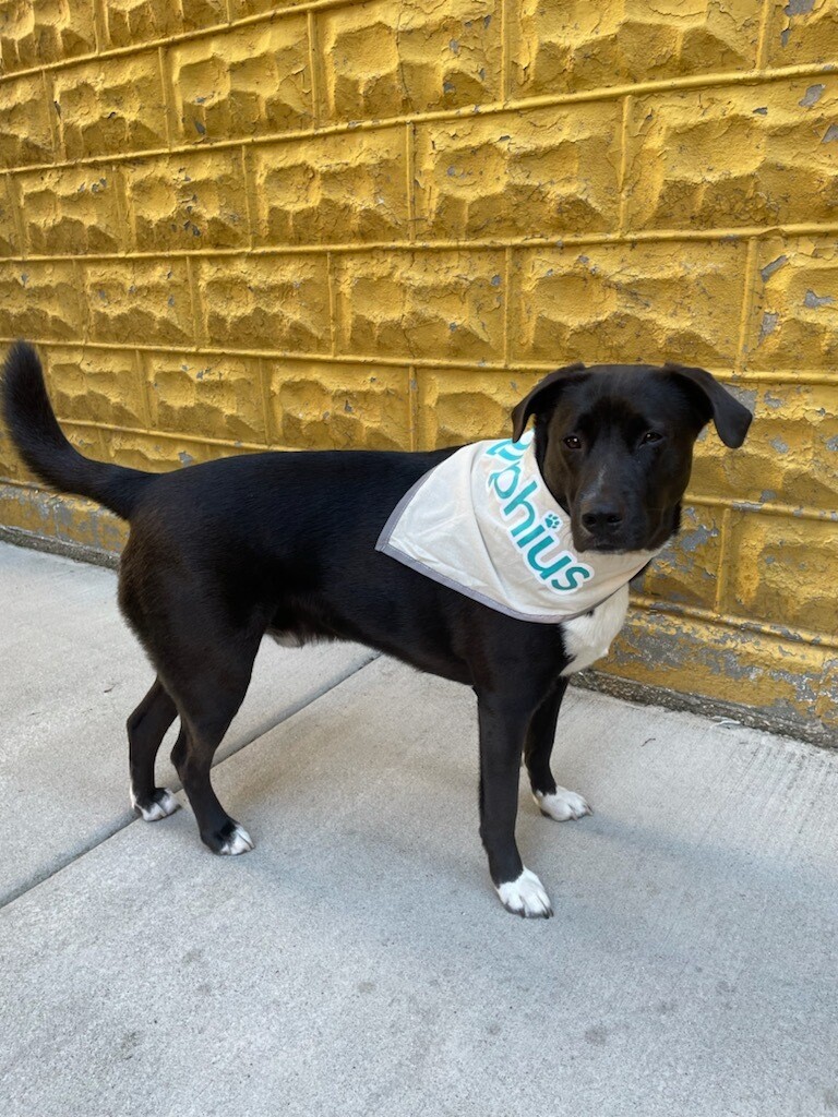 Large Phius Dog Bandana