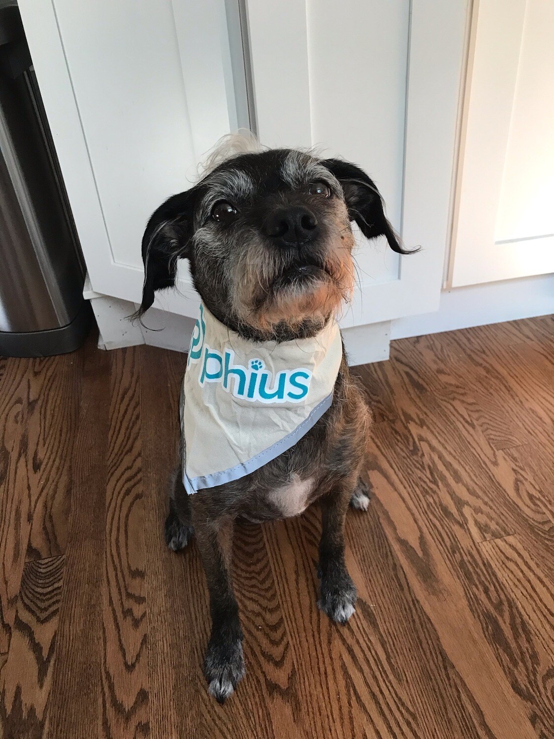 Small Phius Dog Bandana