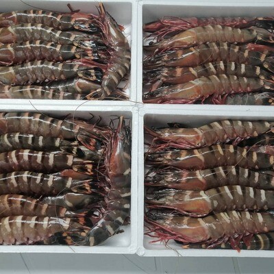 Langostino jumbo