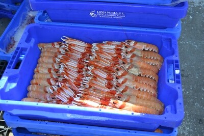 Cigalas extras