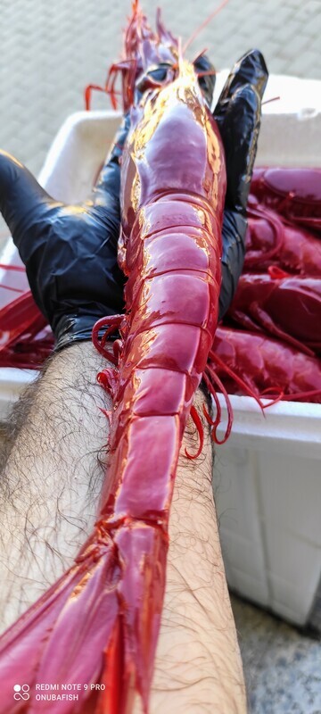 Carabineros