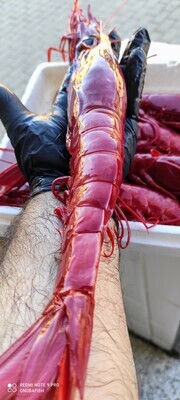 Carabineros