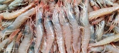 Gamba de Huelva