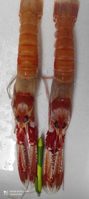 Cigalas tronco
