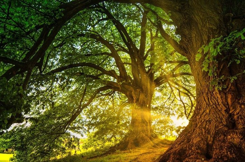 Atelier "A la découverte des Esprits de la Nature" en ligne