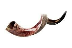 Large Triple Twist Shofar