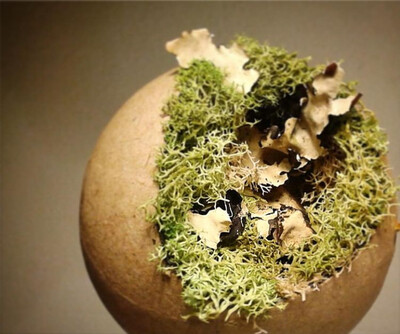 &#39;inversion&#39; moss sculpture