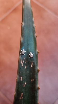 Brinco Tartaruguinha