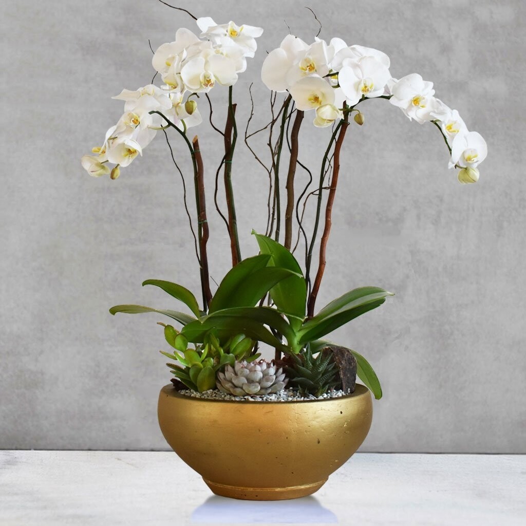 Show Compassion with Orchids 