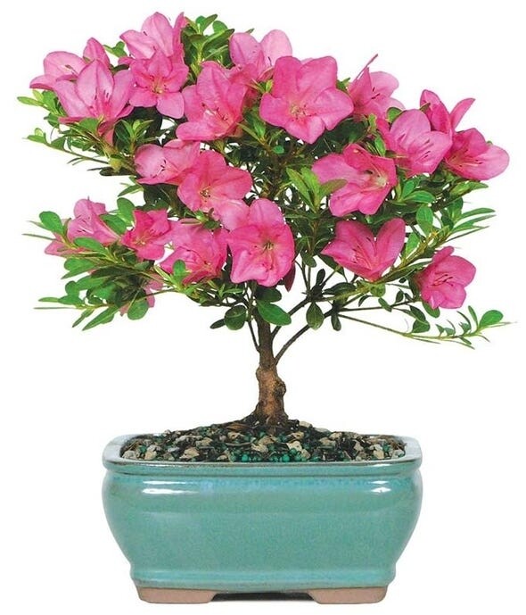 Gift