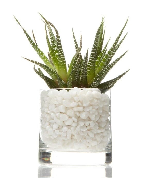 Luxury Succulent Arrangement