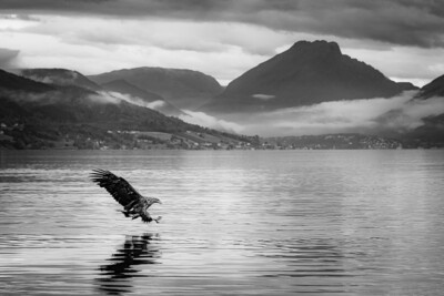 Ørna i Gloppefjorden