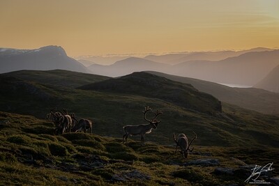 Reinsdyrbukkar i solnedgang