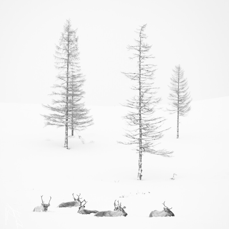 Reinsdyr snøstorm kvadratisk