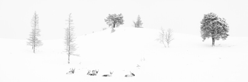 Reinsdyr snøstorm panorama