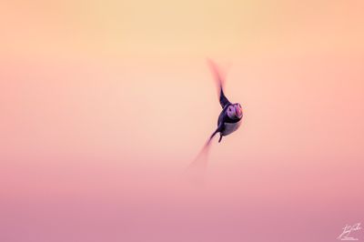 Lundefugl og pastellhimmel