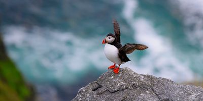 Vingestrekk Lundefugl