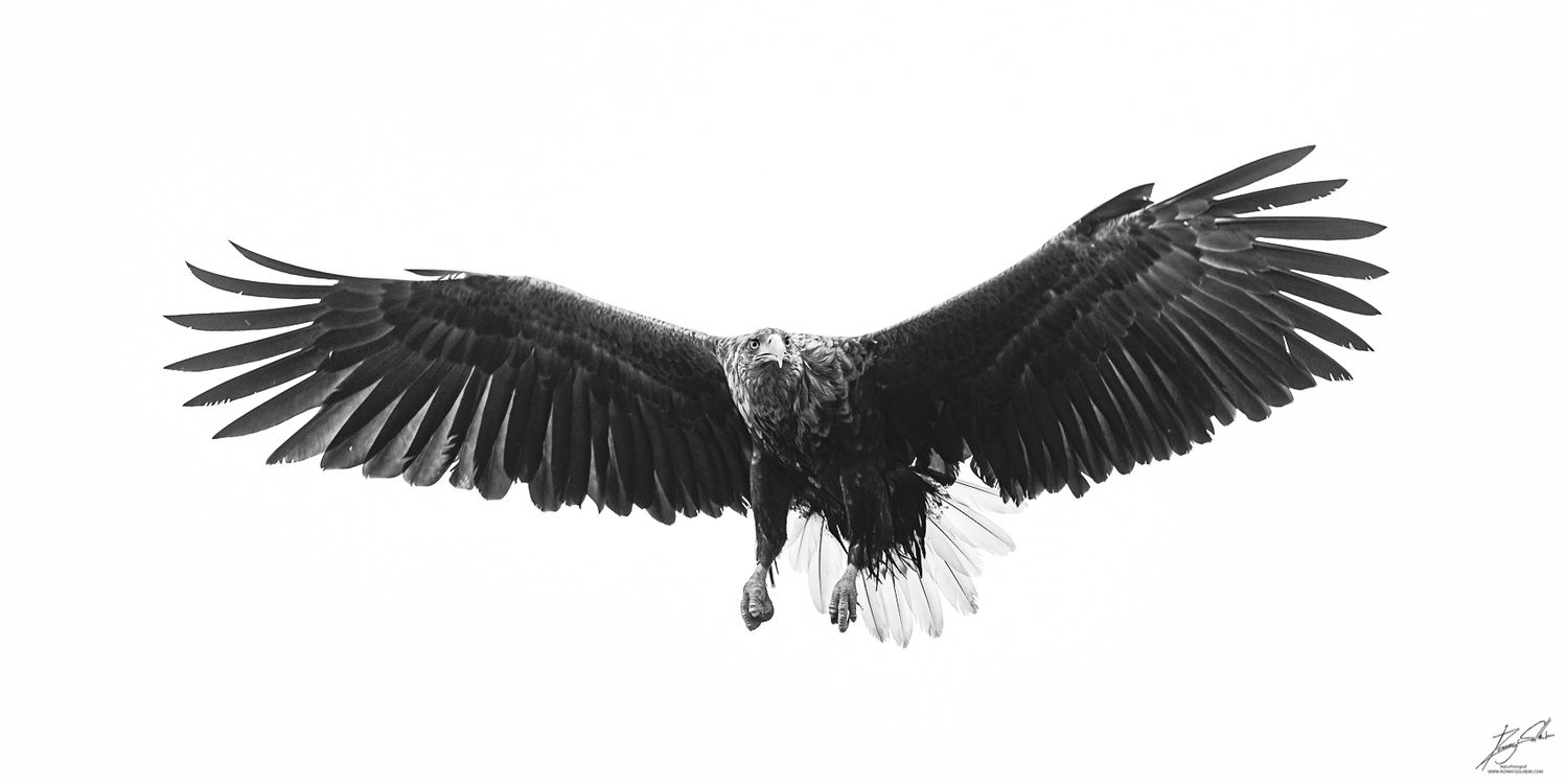 Havørna har eit vingespenn .