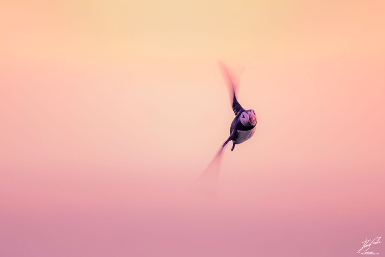 Lundefugl på veg inn fra havet i fantastisk kveldshimmel